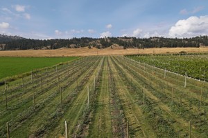 Vineyard Tour - Grapes